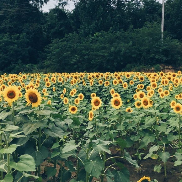 Meet your Posher, Katie - Picture 1 of 1